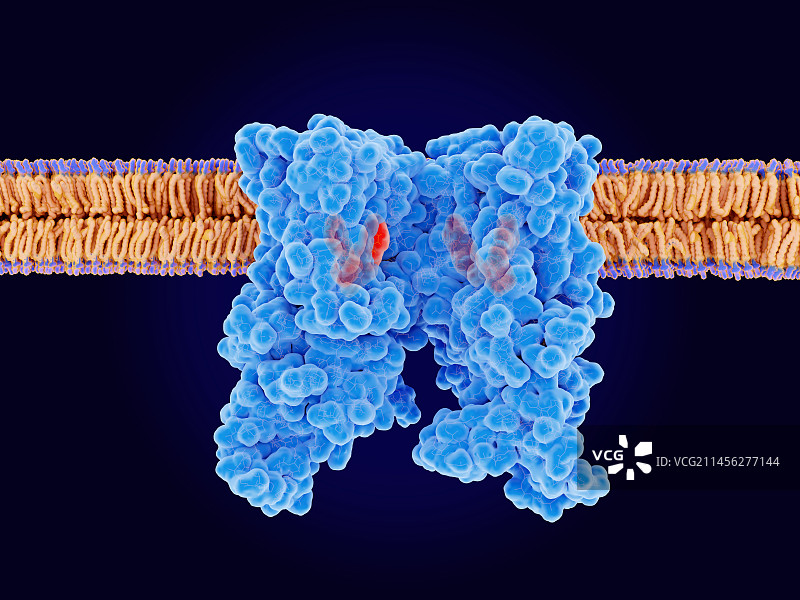 辣椒素受体TRPV1与配体结合图片素材