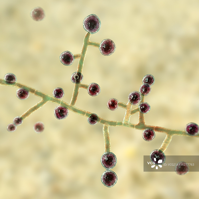 埃蒙斯菌真菌插图图片素材