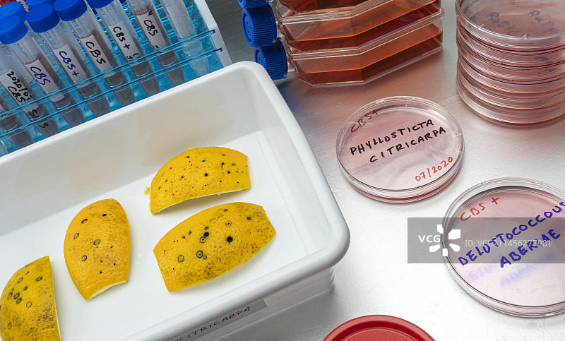 柑橘上的柑橘痂囊腔菌图片素材