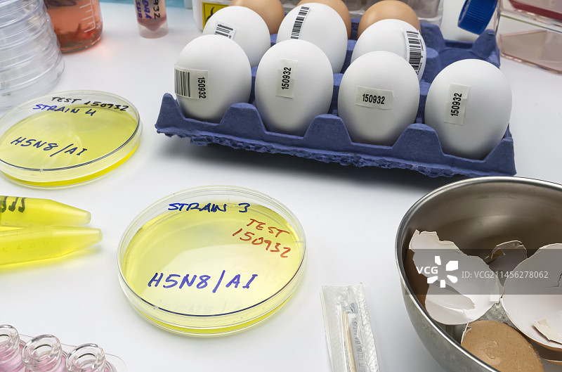H5N8禽流感研究图片素材