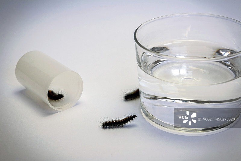 水杯旁边的毛毛虫图片素材