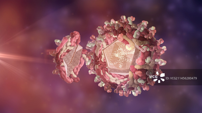 西尼罗病毒结构图图片素材