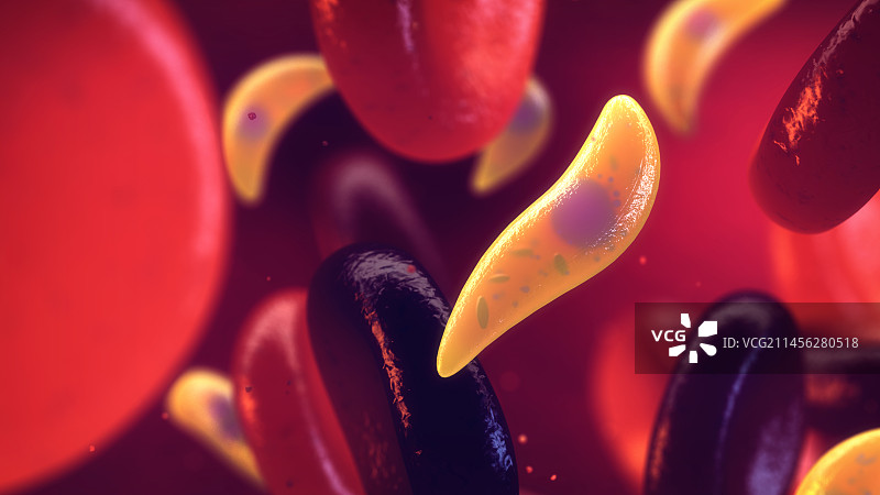 弓形虫感染示意图图片素材