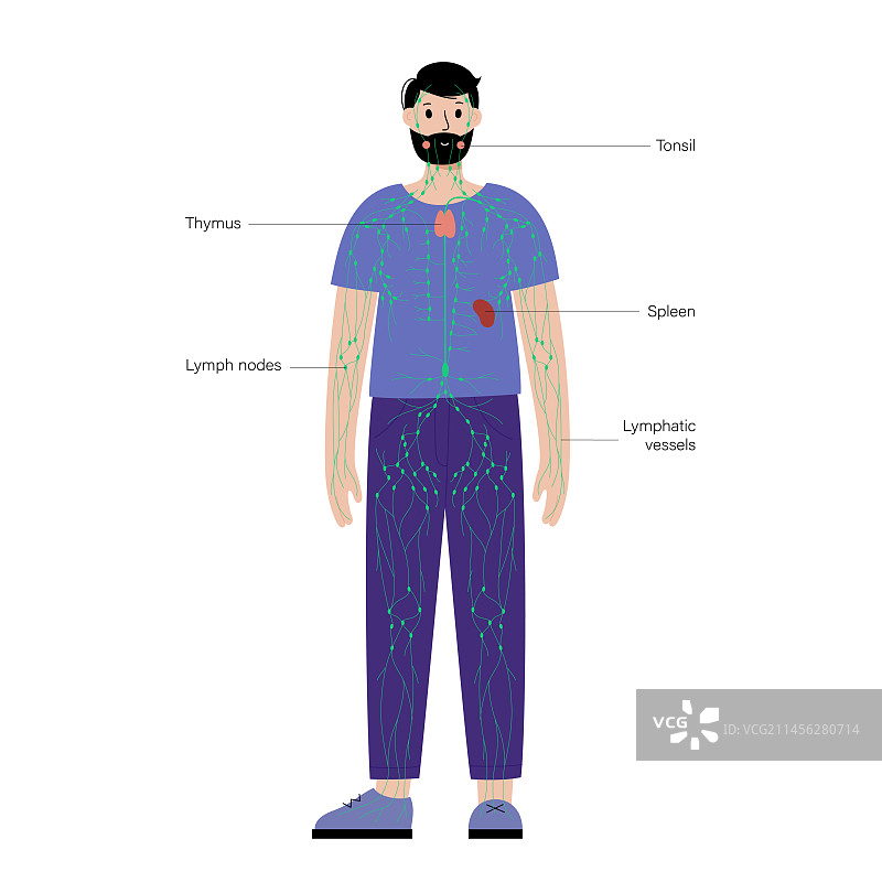 淋巴系统，插图图片素材