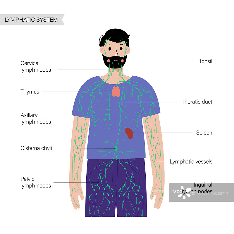 淋巴系统，插图图片素材