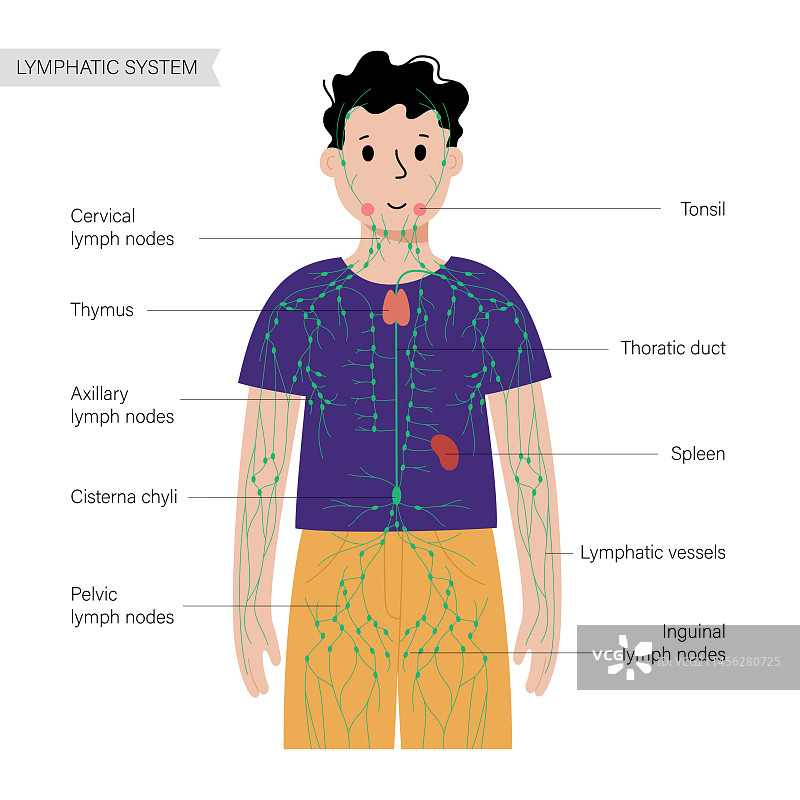 淋巴系统，插图图片素材