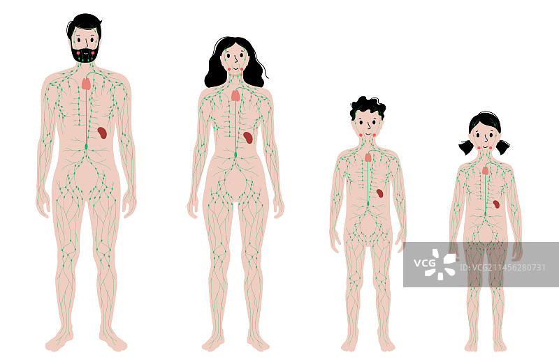 淋巴系统，插图图片素材