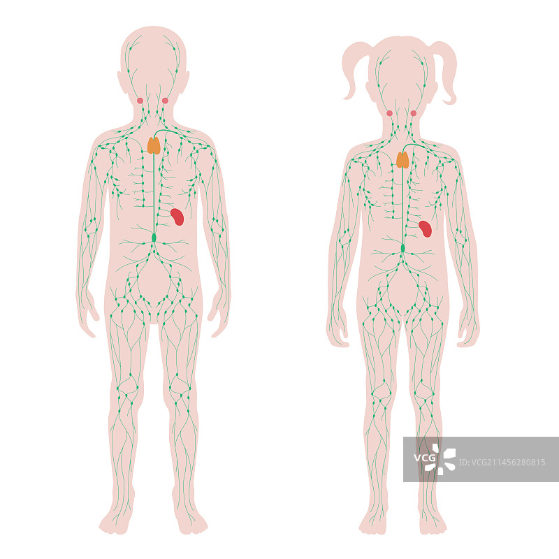 淋巴系统，插图图片素材