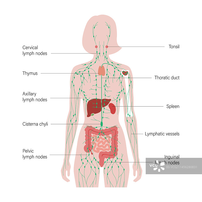 淋巴系统与器官插画图片素材