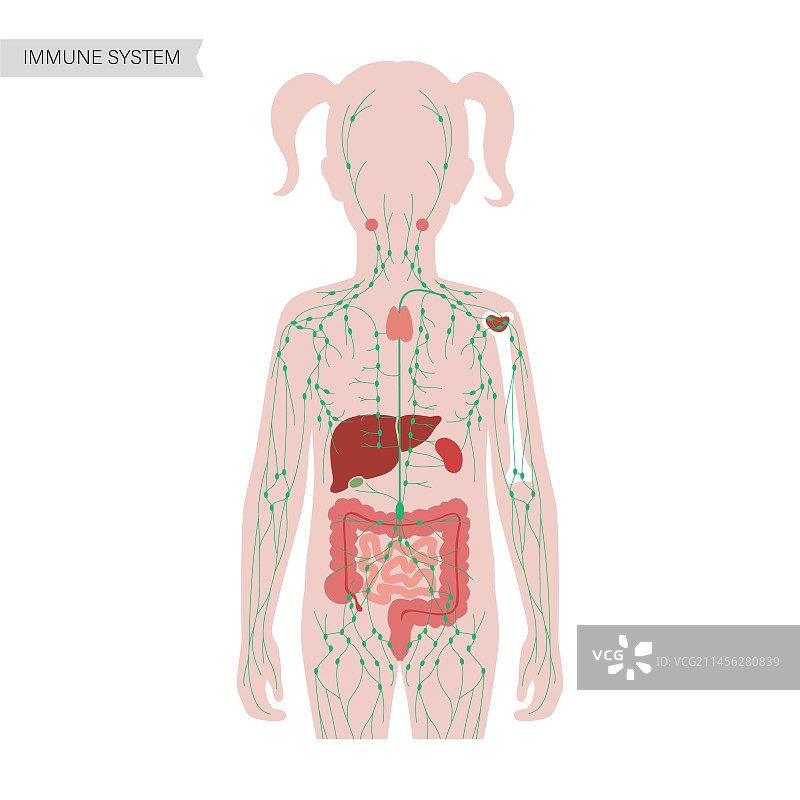 淋巴系统与器官插画图片素材