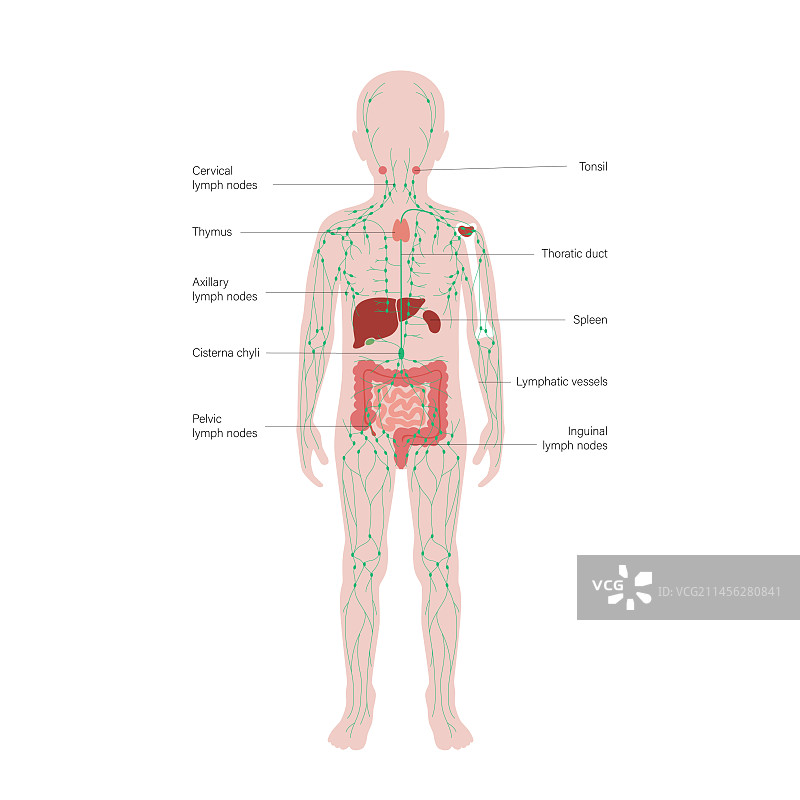 淋巴系统与器官插画图片素材