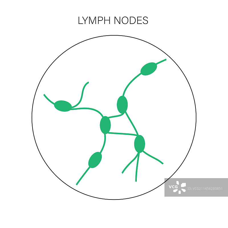 淋巴结概念图图片素材