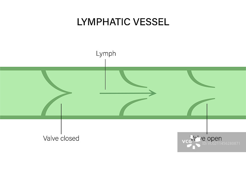 淋巴管概念图图片素材