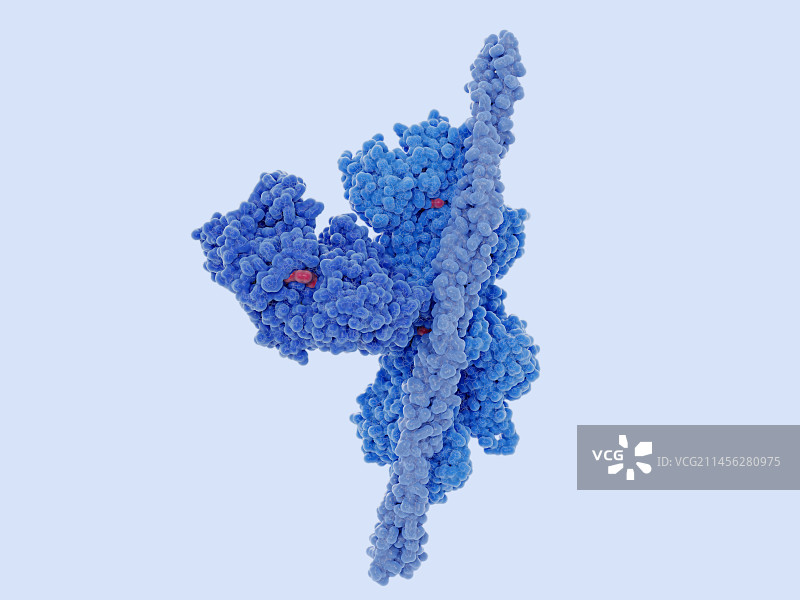 心肌复合体，图示图片素材