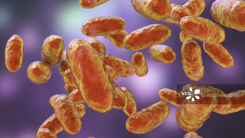 聚集杆菌 бактерии 插图图片素材