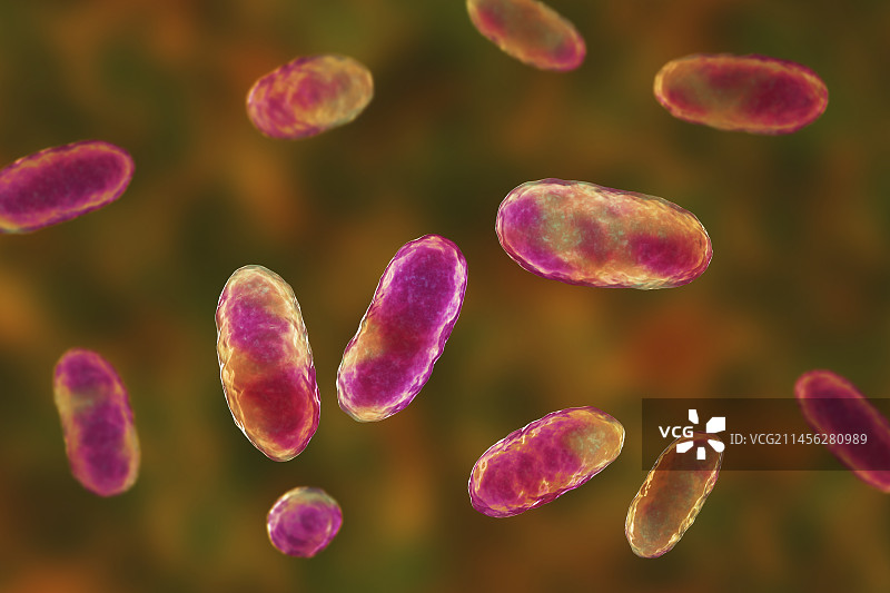 聚集杆菌 бактерии 插图图片素材