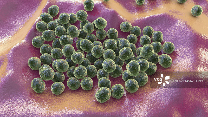 路邓葡萄球菌细菌示意图图片素材