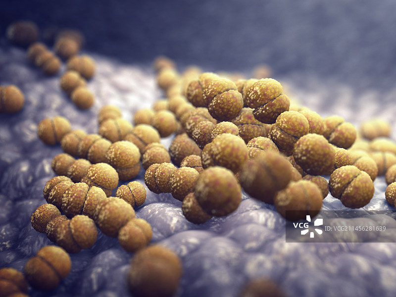 脑膜炎细菌图示图片素材