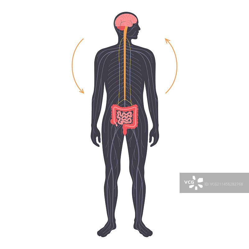 肠脑连接，图示图片素材
