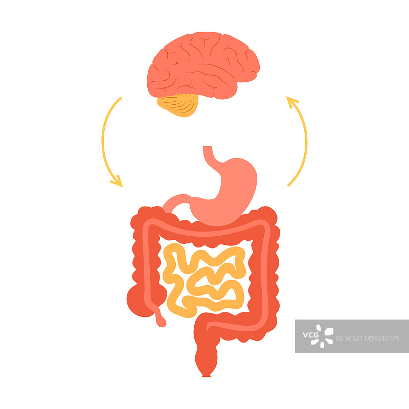 肠脑连接，图示图片素材