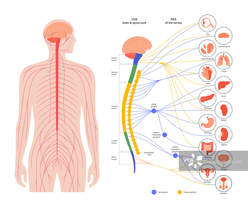 自主神经系统图示图片素材