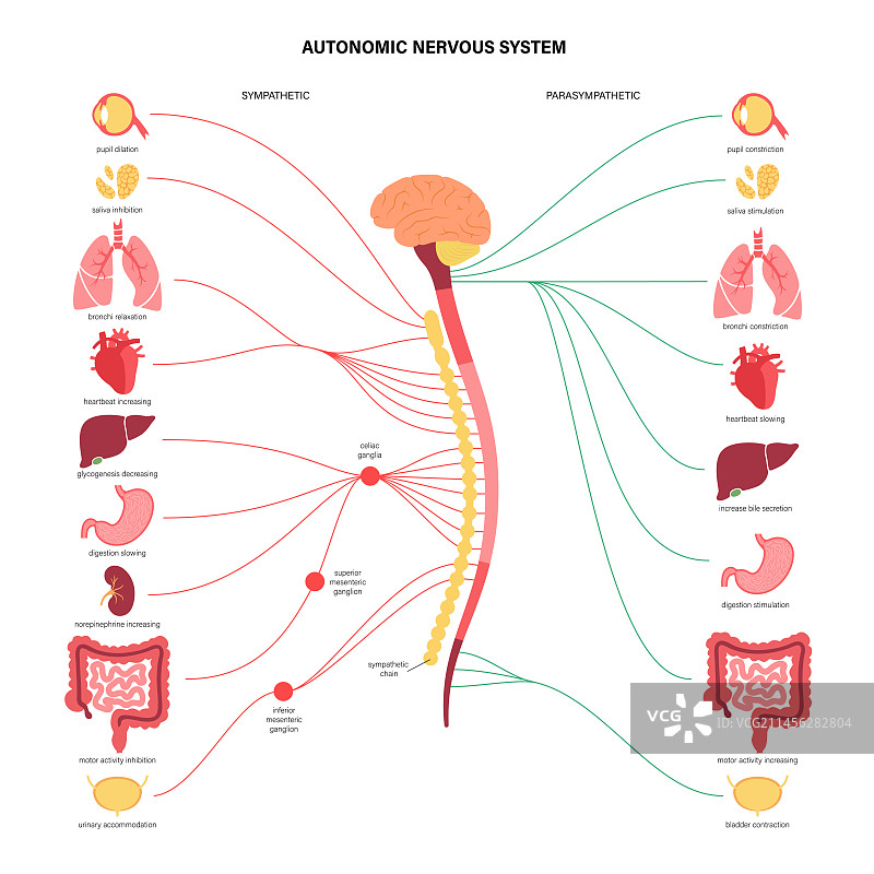 自主神经系统图示图片素材