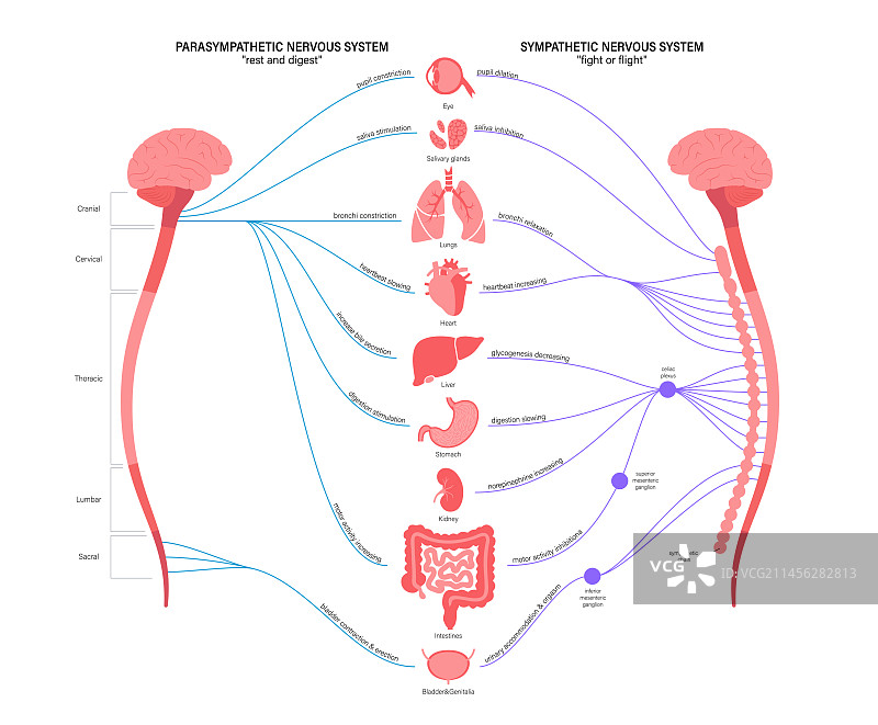 自主神经系统图示图片素材