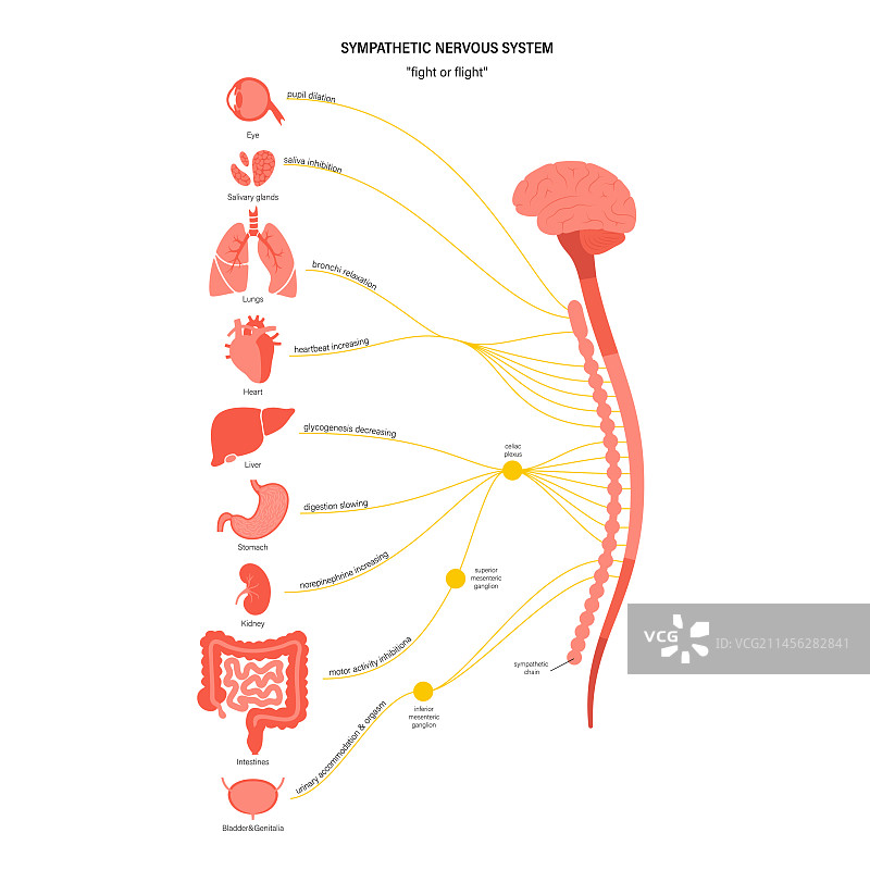 交感神经系统示意图图片素材
