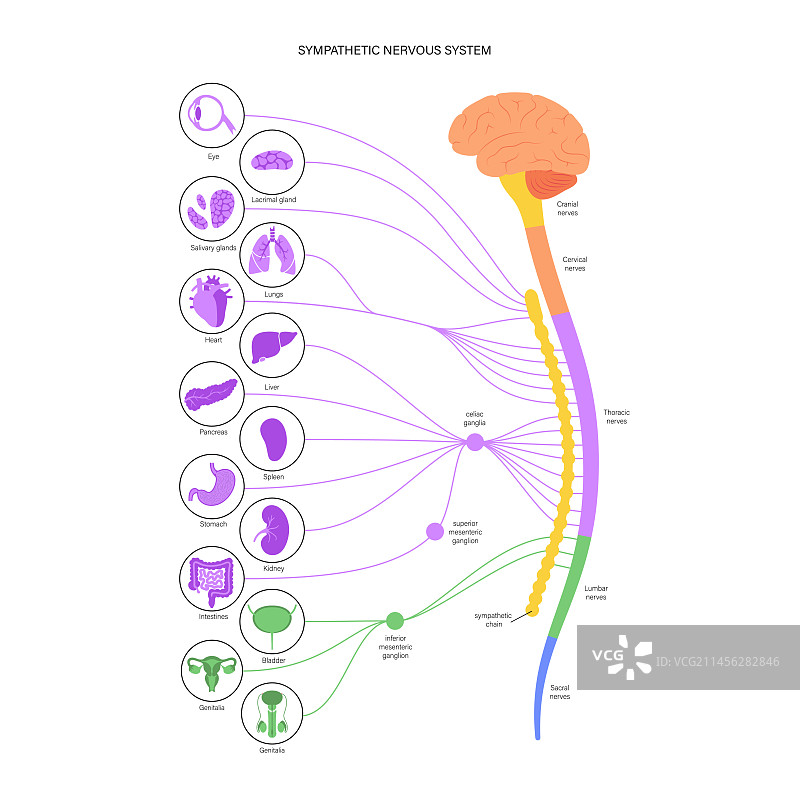 交感神经系统示意图图片素材