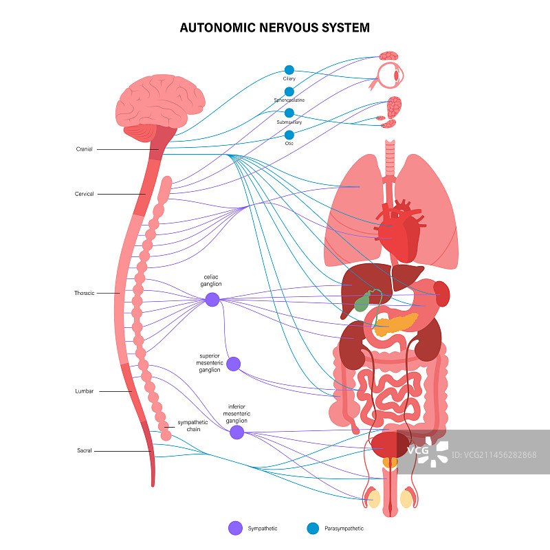自主神经系统图示图片素材
