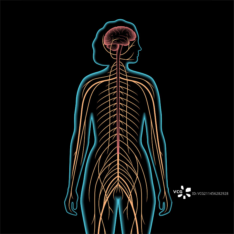 中枢神经系统图图片素材