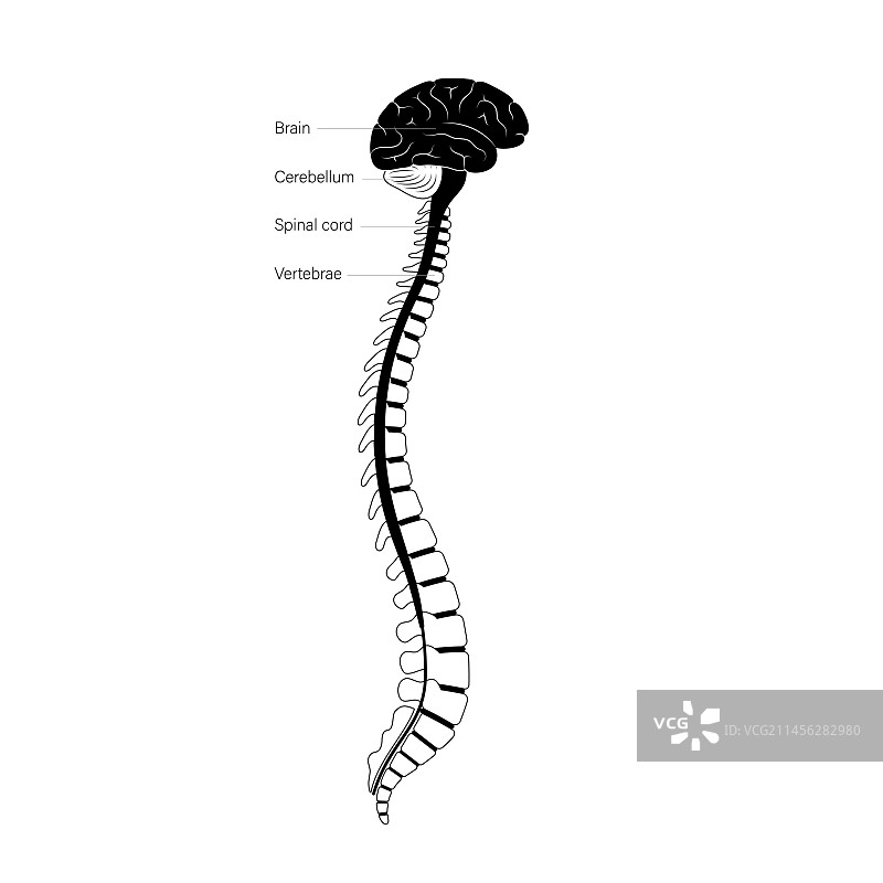 脊髓解剖结构图示图片素材
