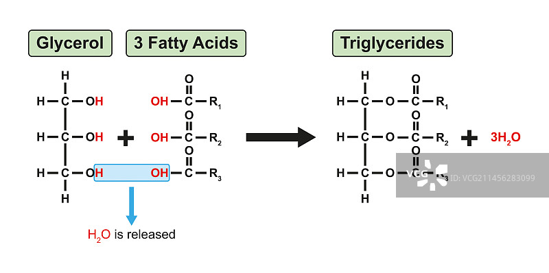 甘油三酯形成示意图图片素材