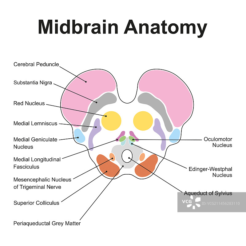 中脑解剖结构图图片素材