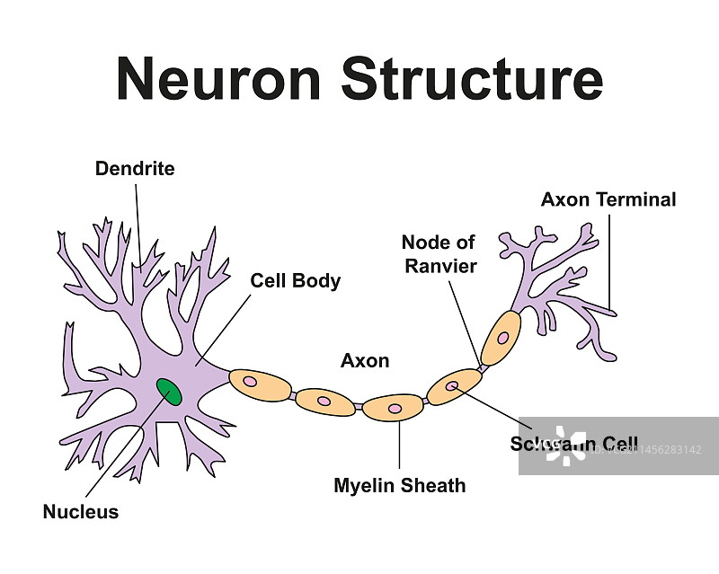 神经细胞，插图图片素材