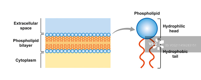 磷脂双分子层结构图图片素材