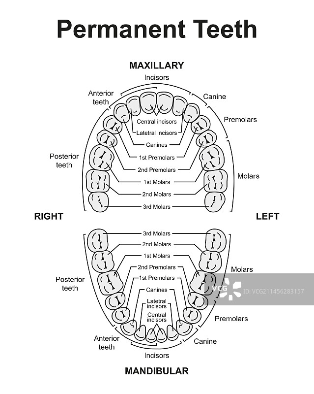 人类恒牙图示图片素材