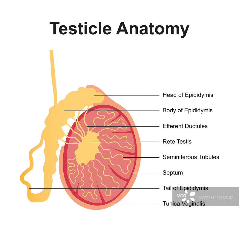 睾丸解剖结构图图片素材