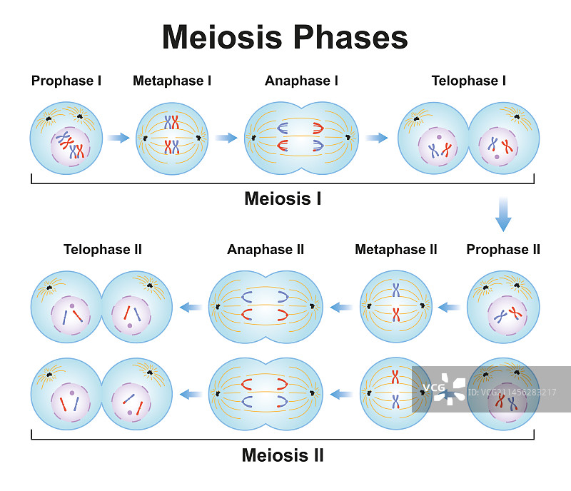 减数分裂各阶段示意图图片素材