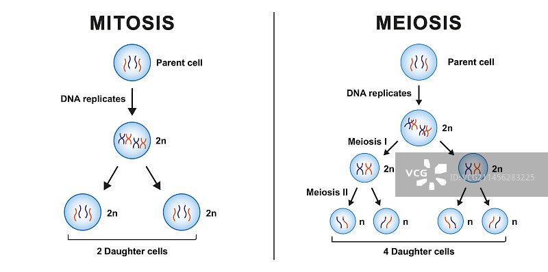 有丝分裂和减数分裂，图示图片素材