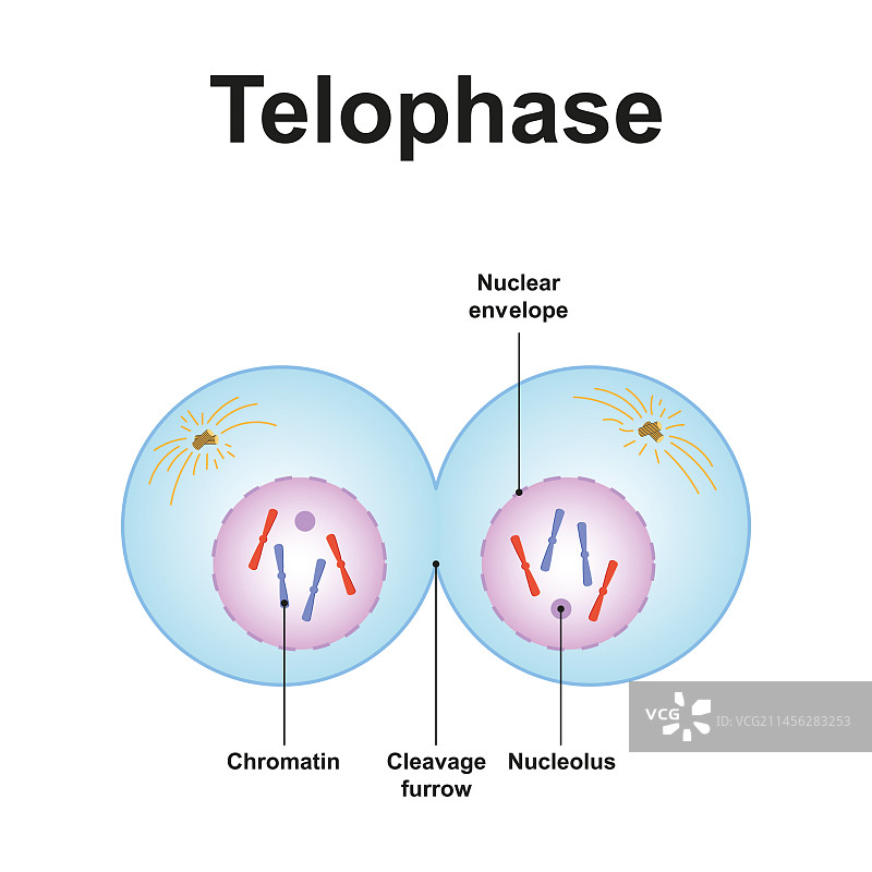 末期（细胞分裂），图示图片素材
