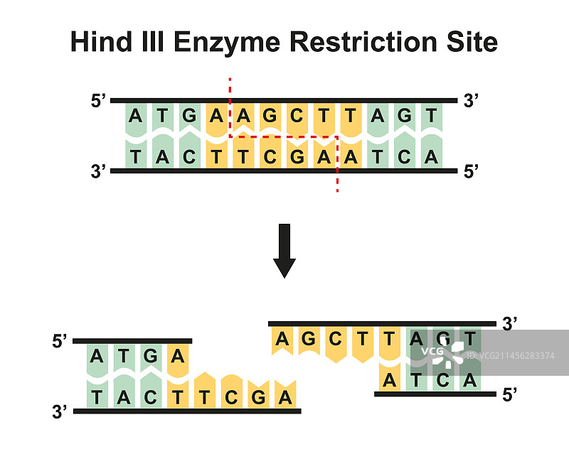 HindIII酶切位点图示图片素材