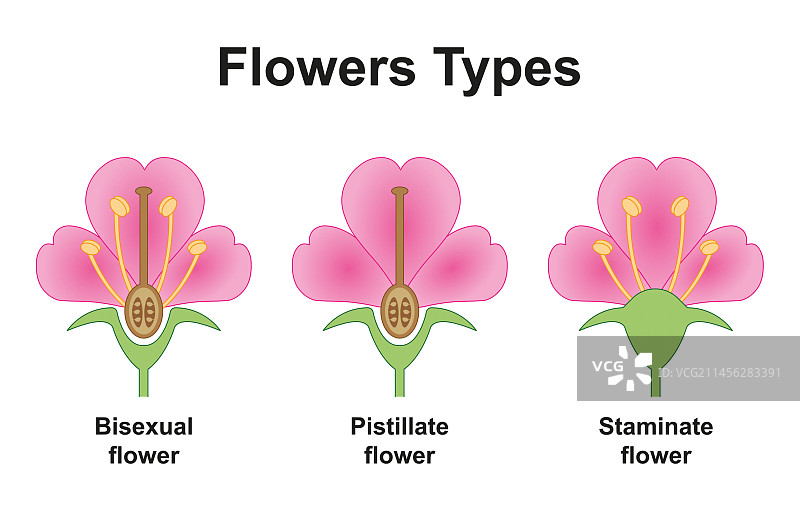 花卉种类插画图片素材