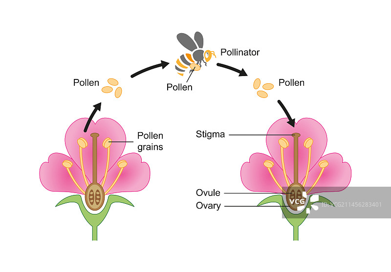 昆虫授粉插画图片素材