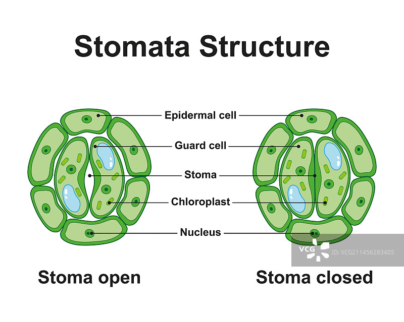 气孔结构，图示图片素材