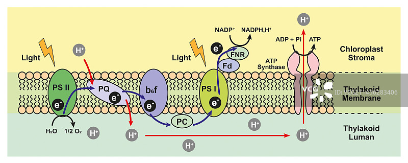 光合作用示意图图片素材