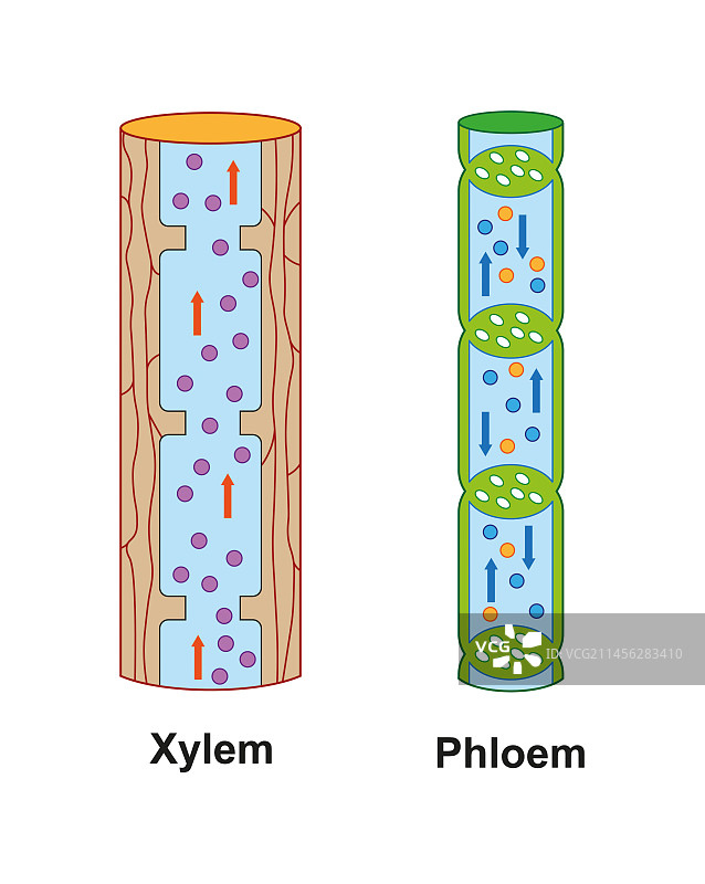 木质部和韧皮部，图示图片素材