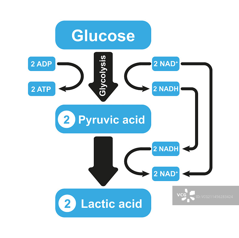 乳酸发酵，图示图片素材