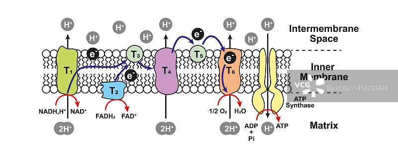 氧化磷酸化示意图图片素材