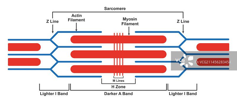 肌节结构图图片素材
